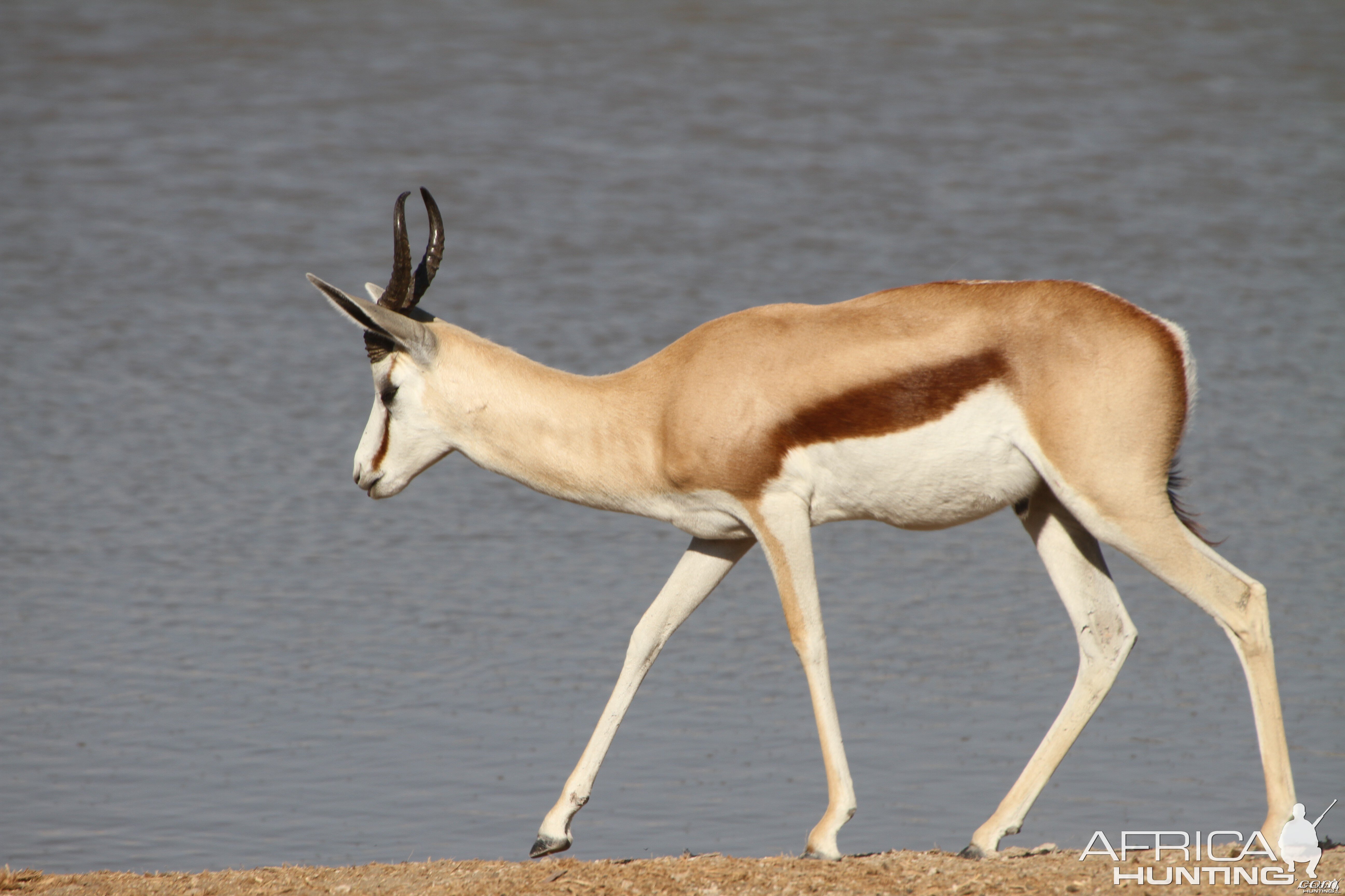 Springbok at Etosha National Park