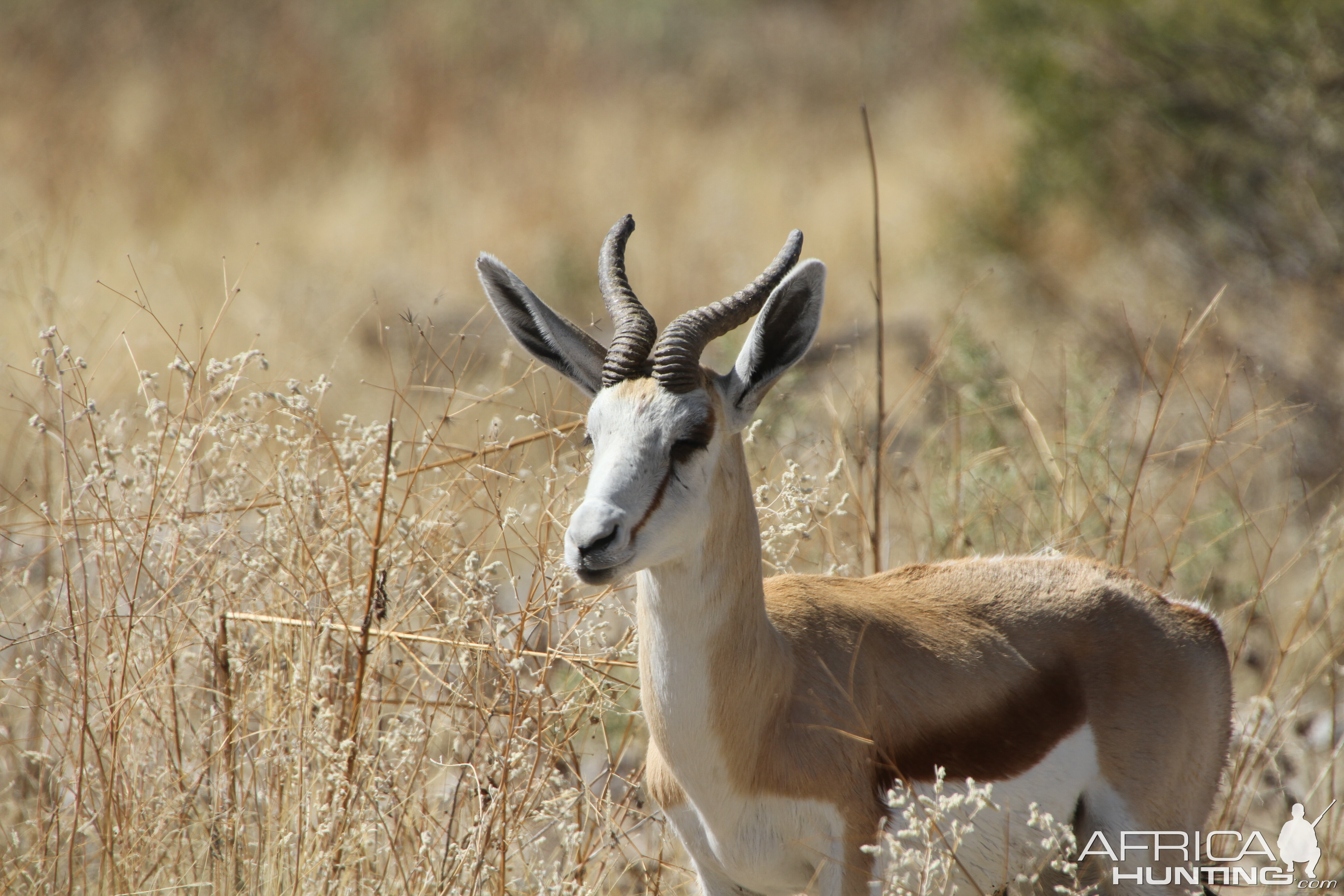 Springbok at Etosha National Park