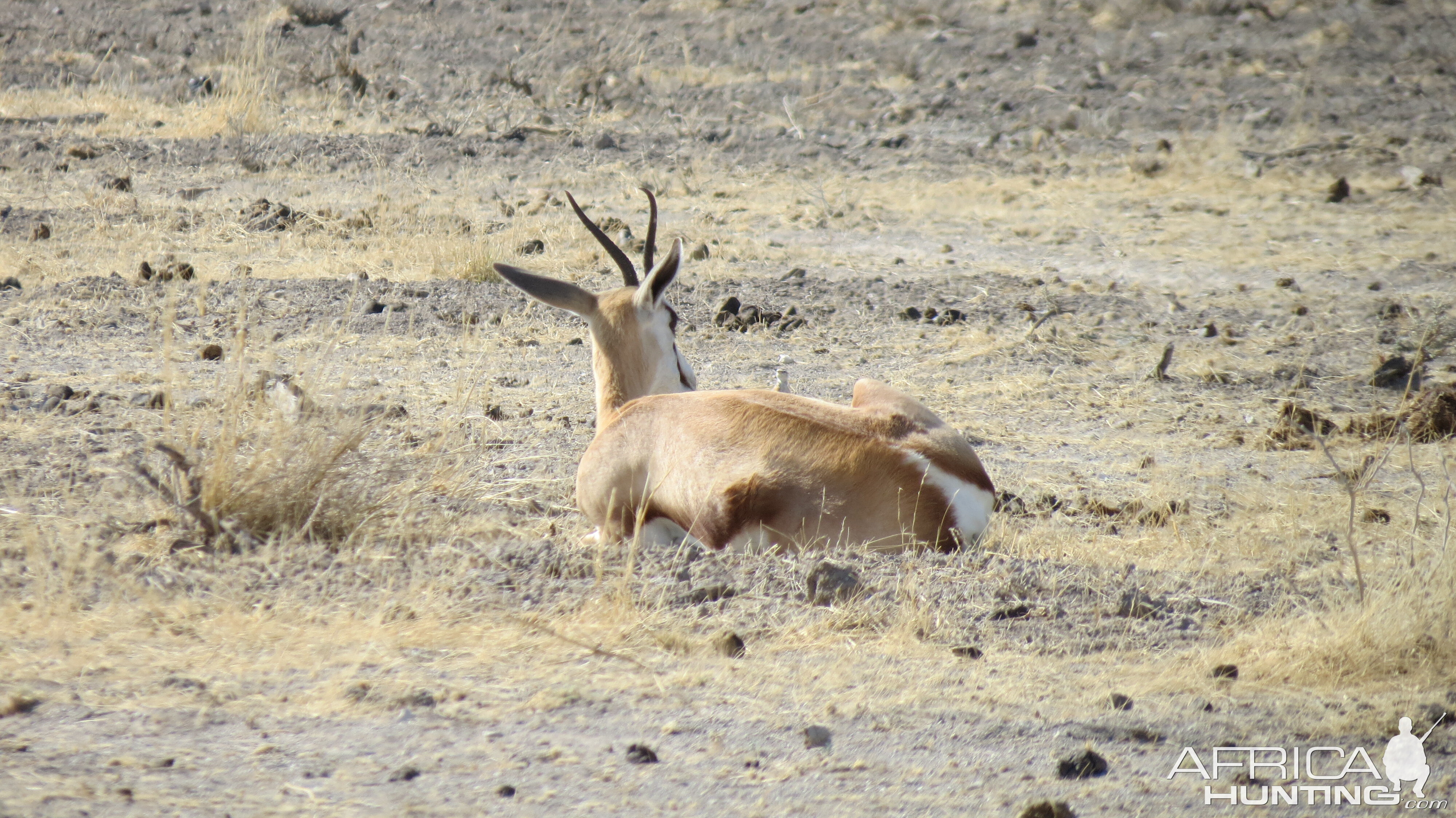 Springbok at Etosha National Park