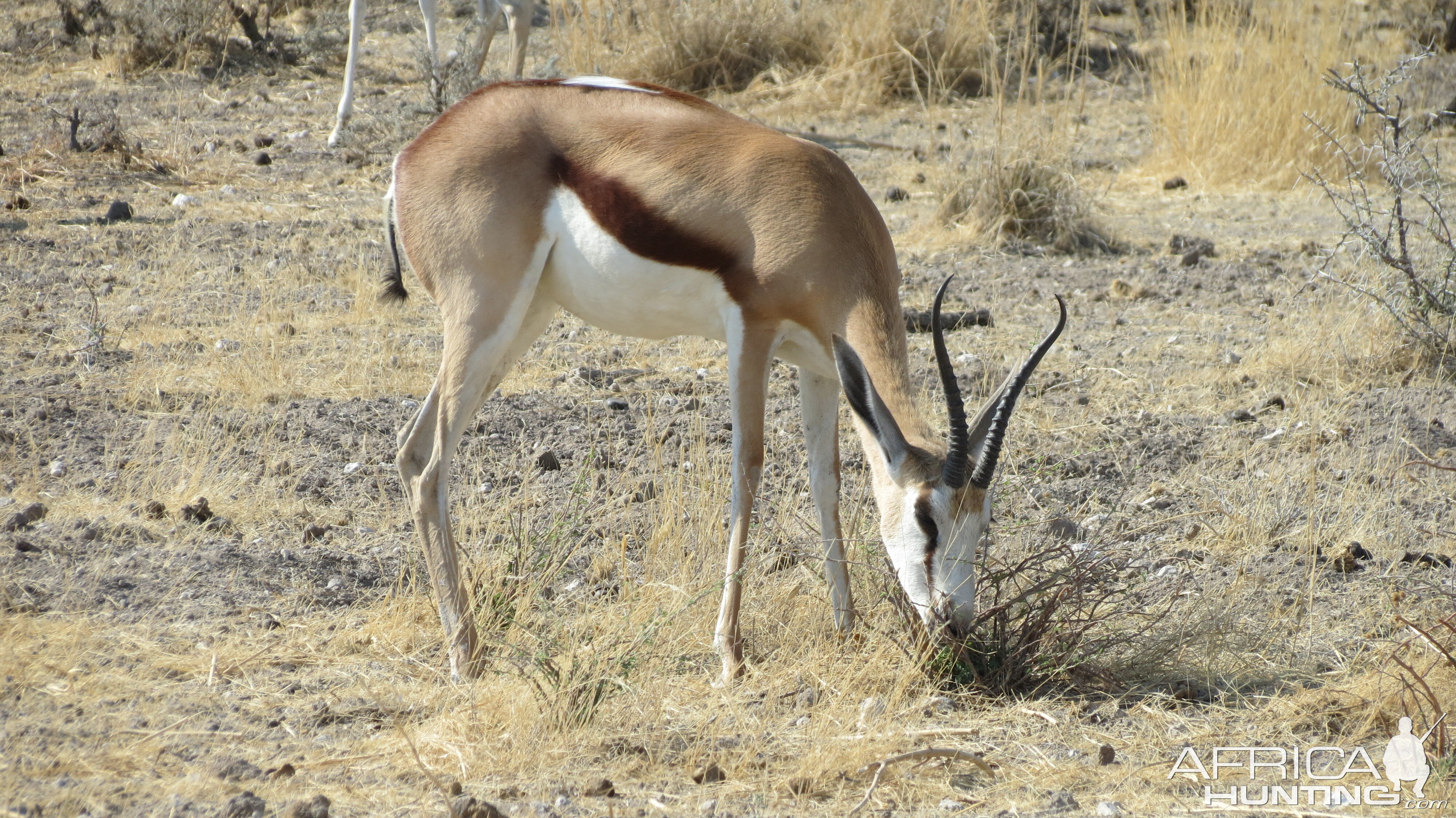 Springbok at Etosha National Park