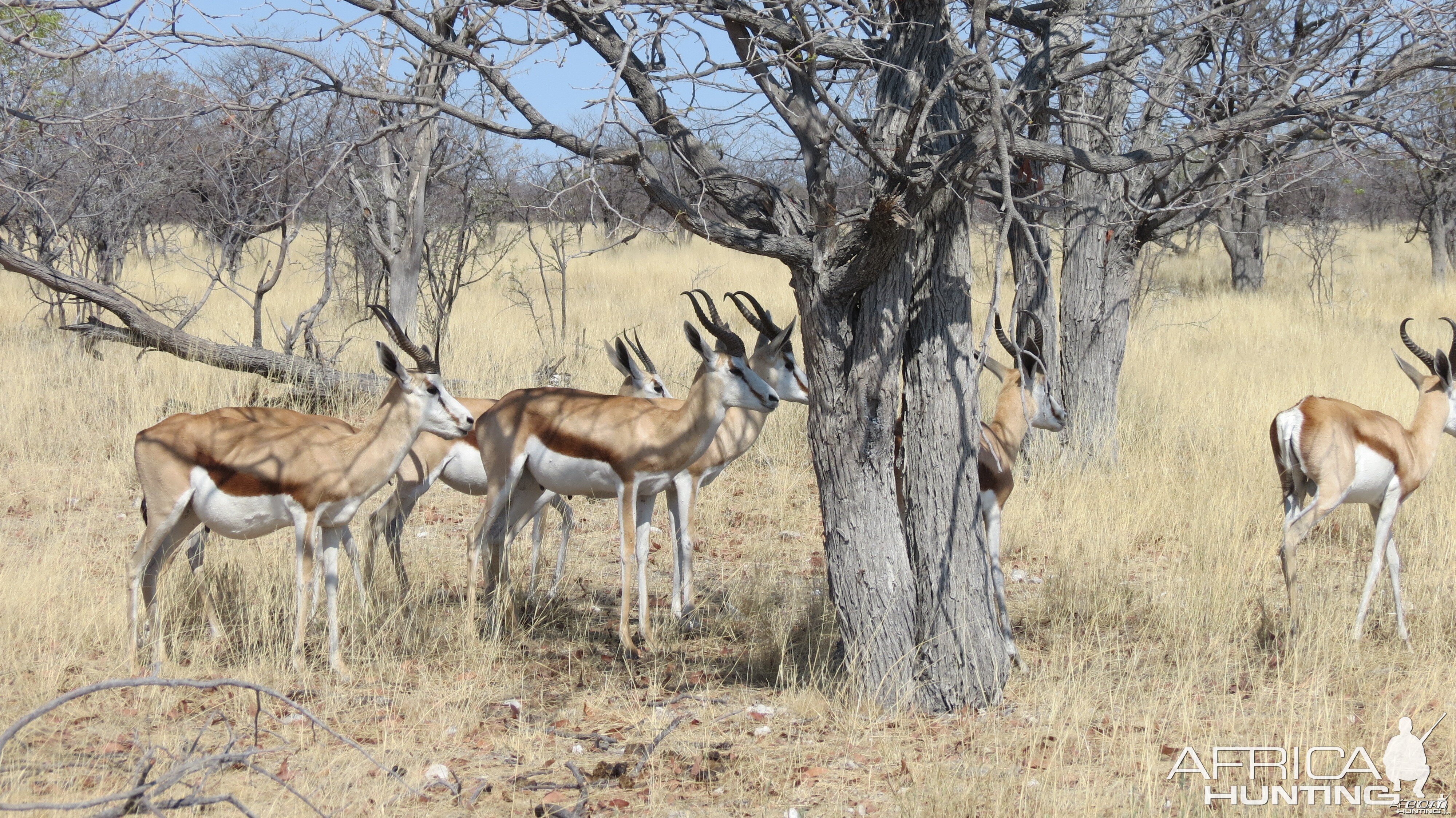 Springbok at Etosha National Park