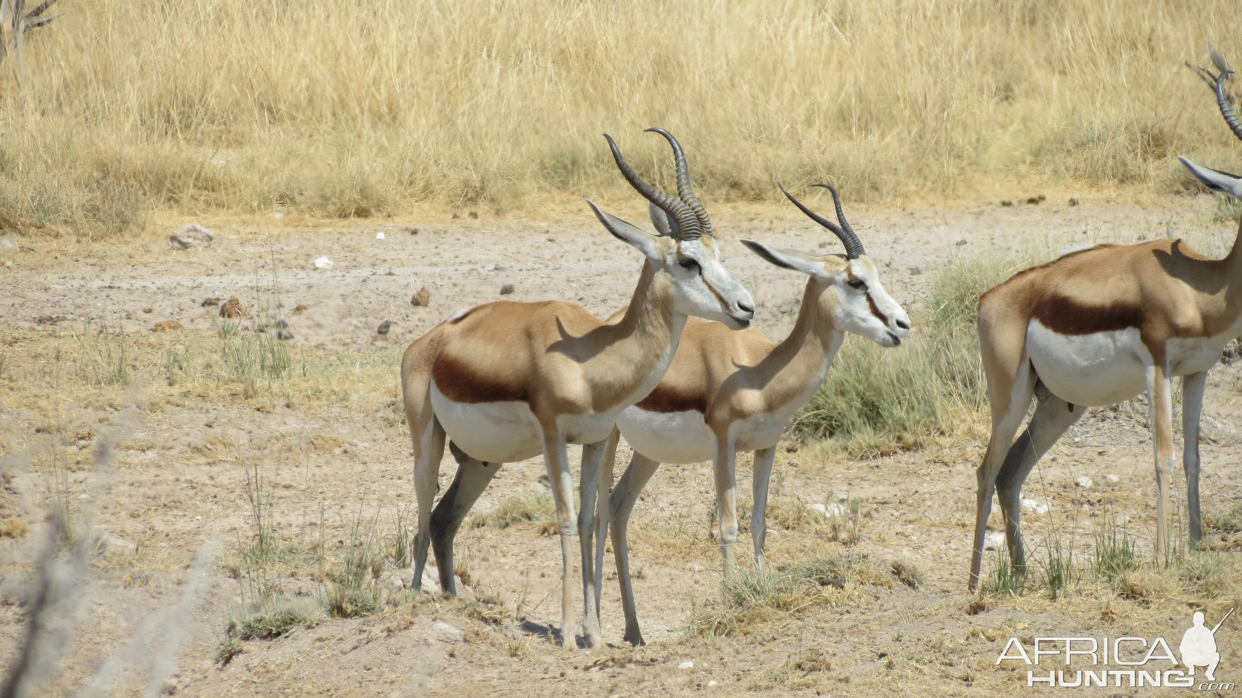 Springbok at Etosha National Park