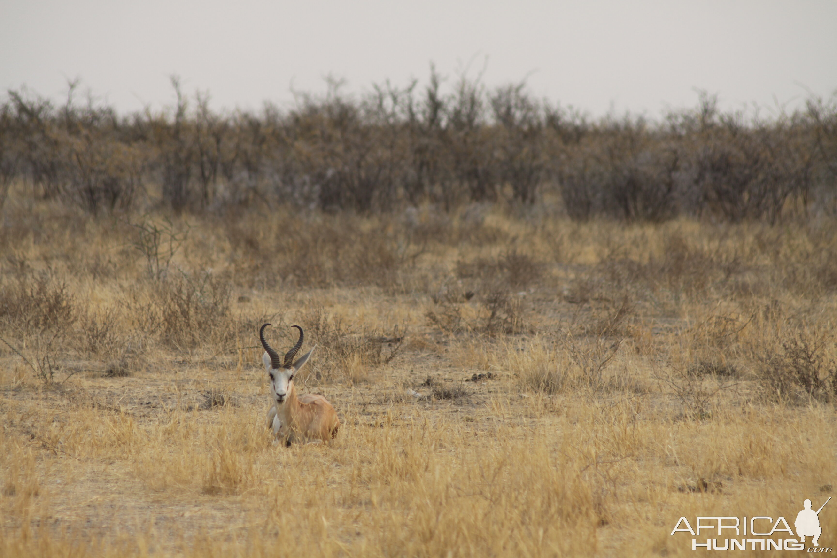 Springbok at Etosha National Park