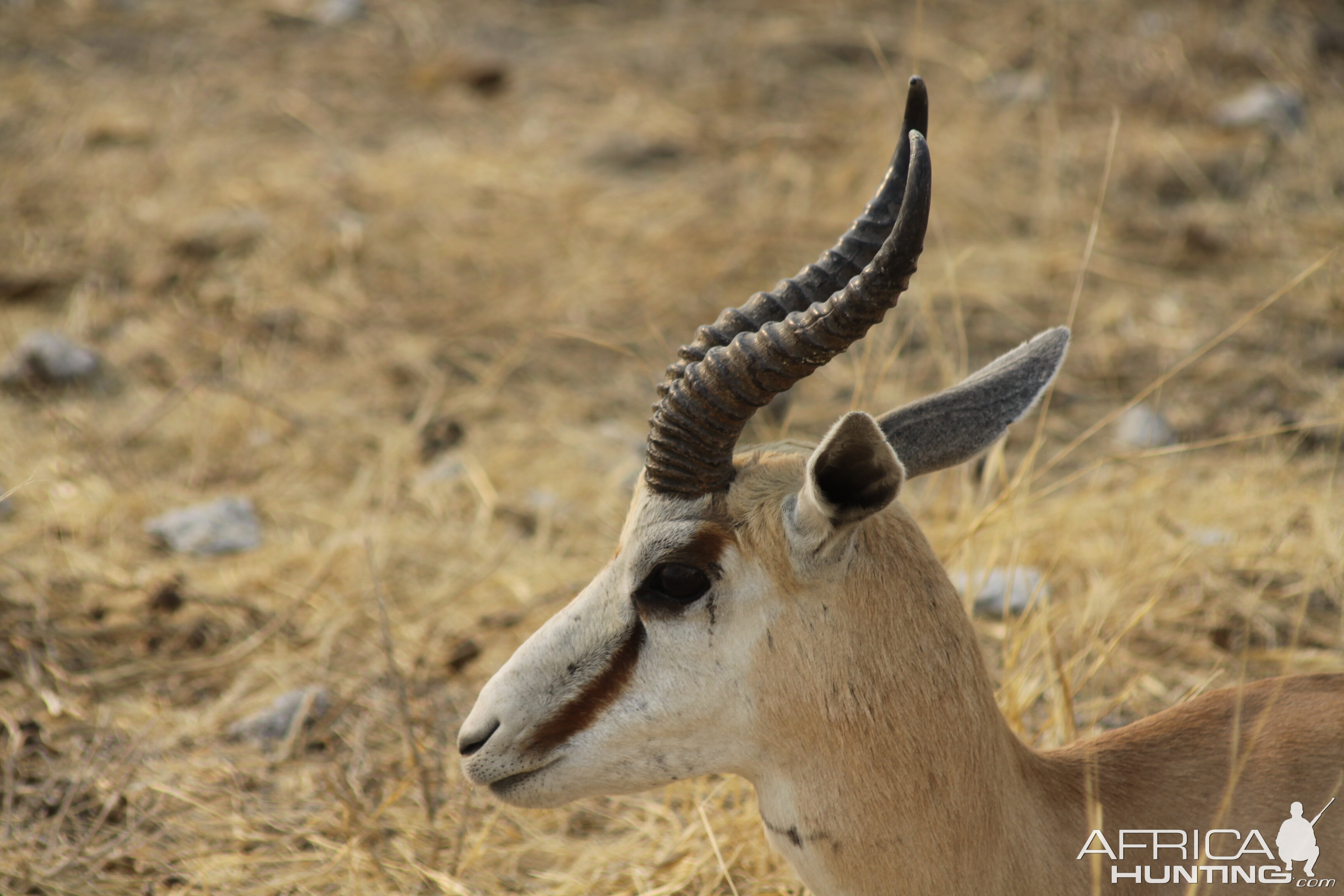 Springbok at Etosha National Park