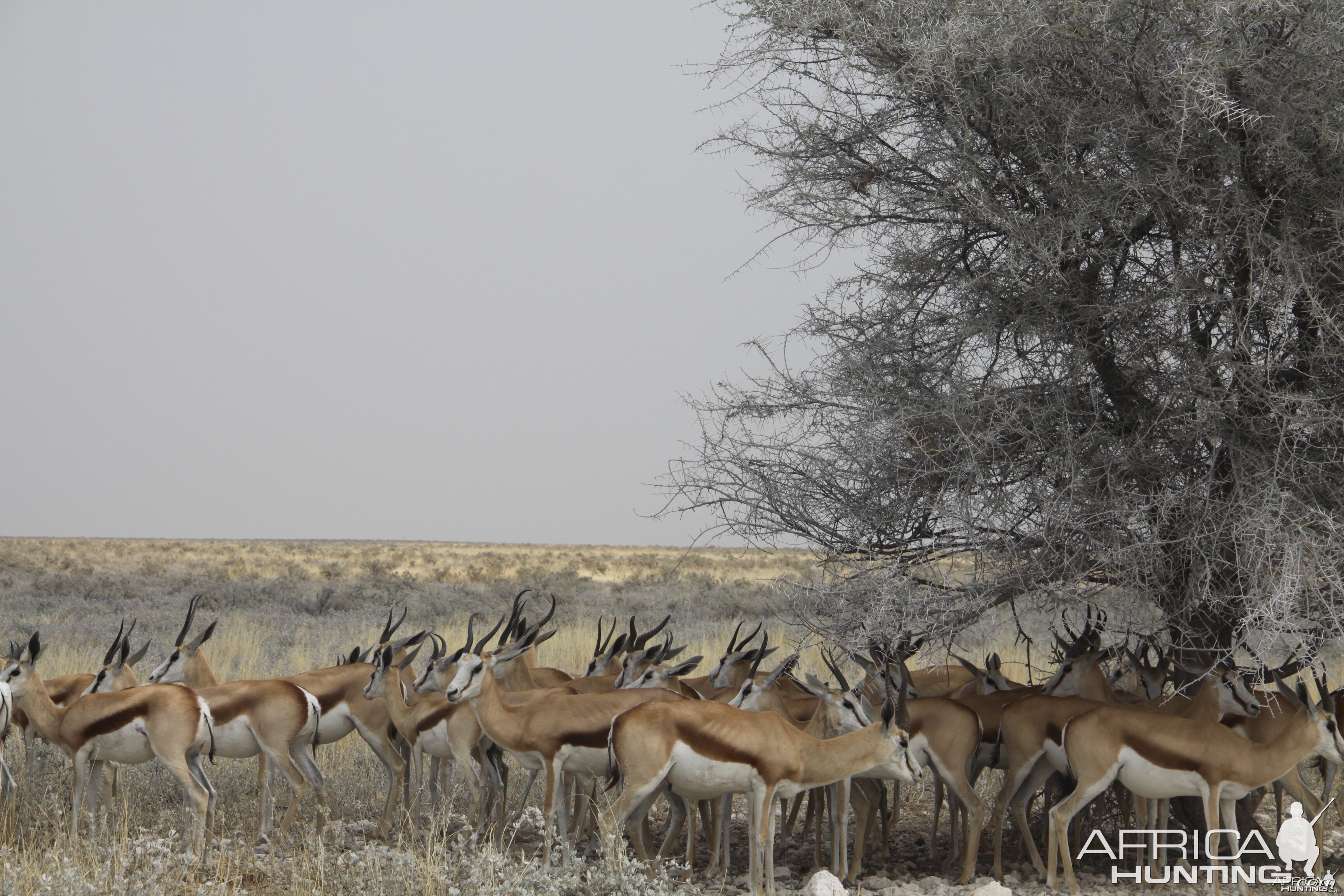 Springbok at Etosha National Park