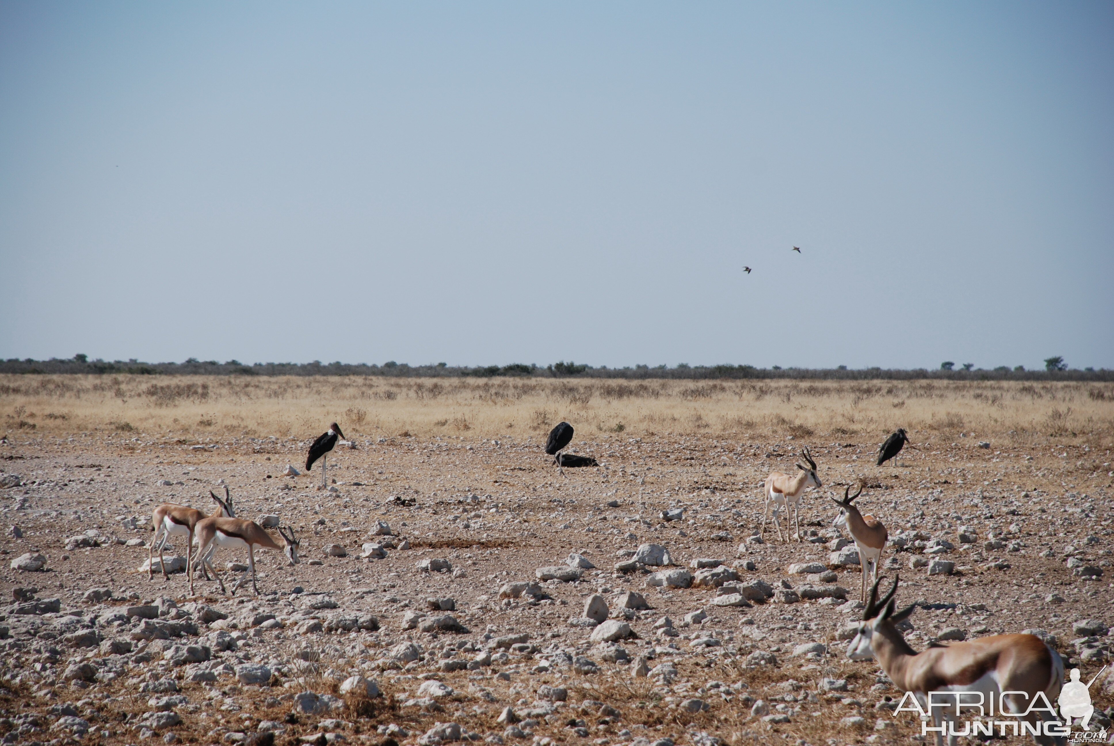 Springbok at Etosha