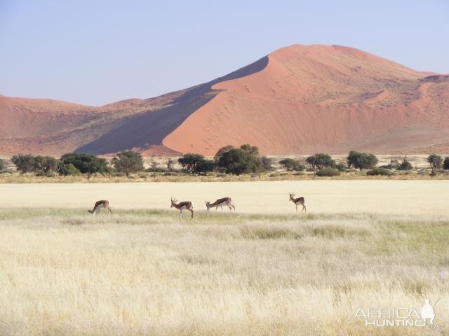 Springbok at Sossusvlei Namibia