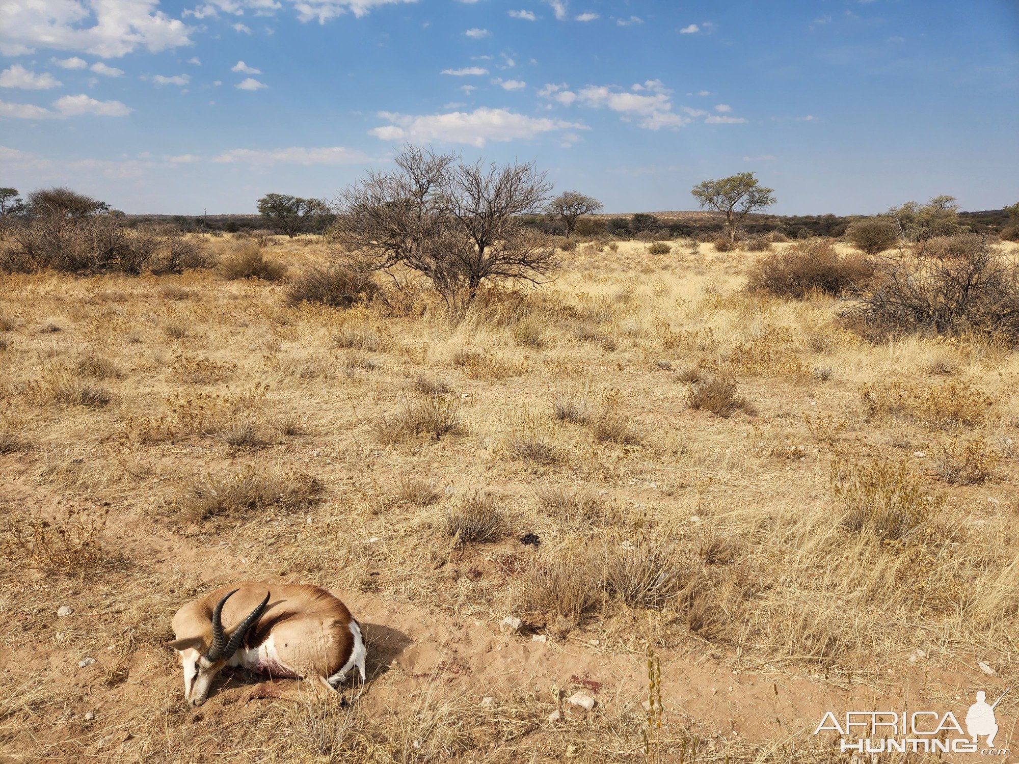 Springbok Bow Hunt Namibia