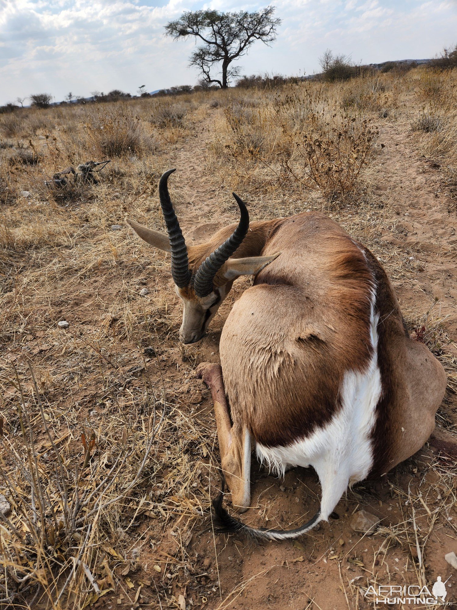 Springbok Bow Hunt Namibia