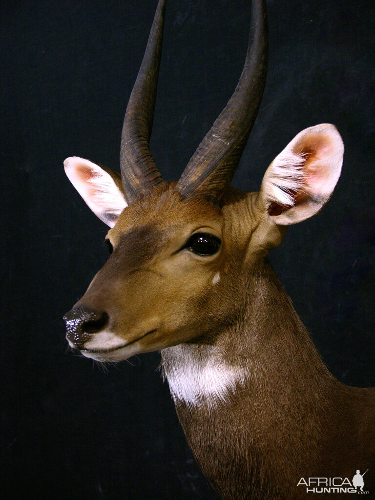 Springbok, Bushbuck & Blesbok Triple Stacked Pedestal Taxidermy