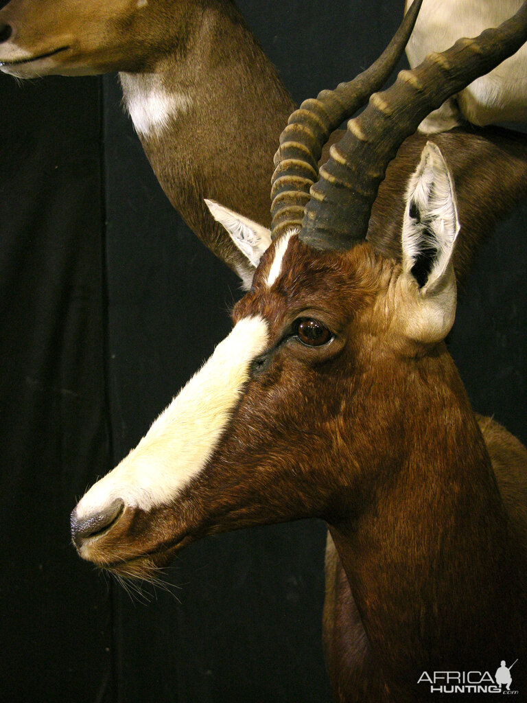 Springbok, Bushbuck & Blesbok Triple Stacked Pedestal Taxidermy