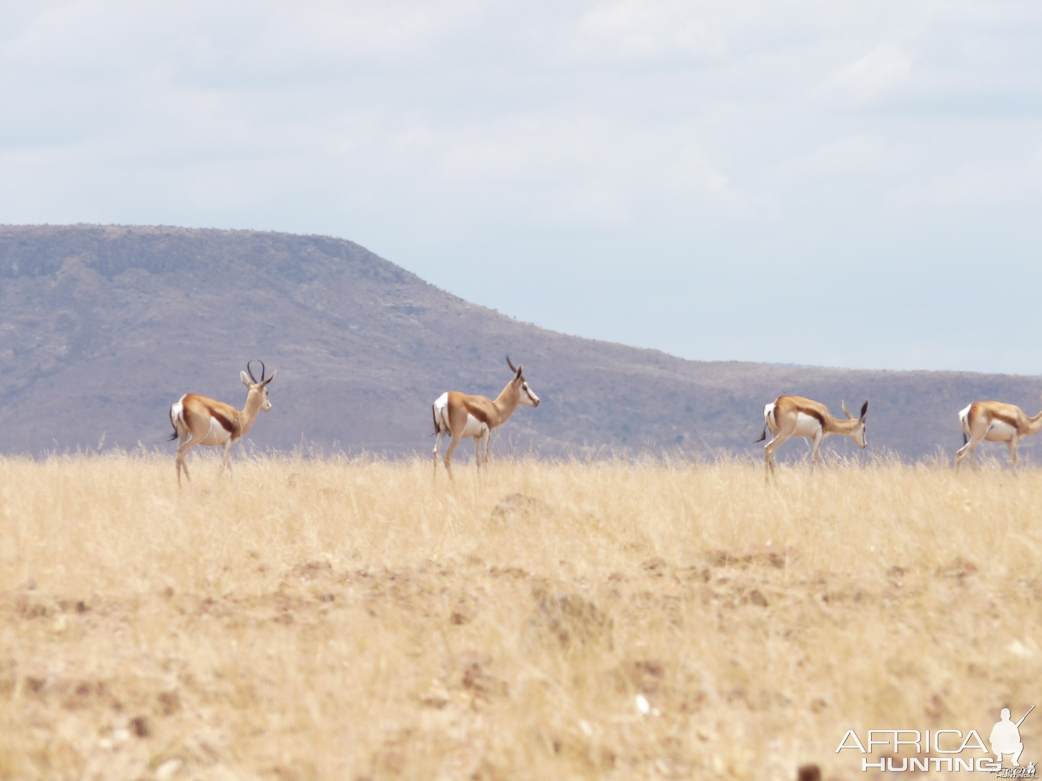 Springbok Damaraland Namibia