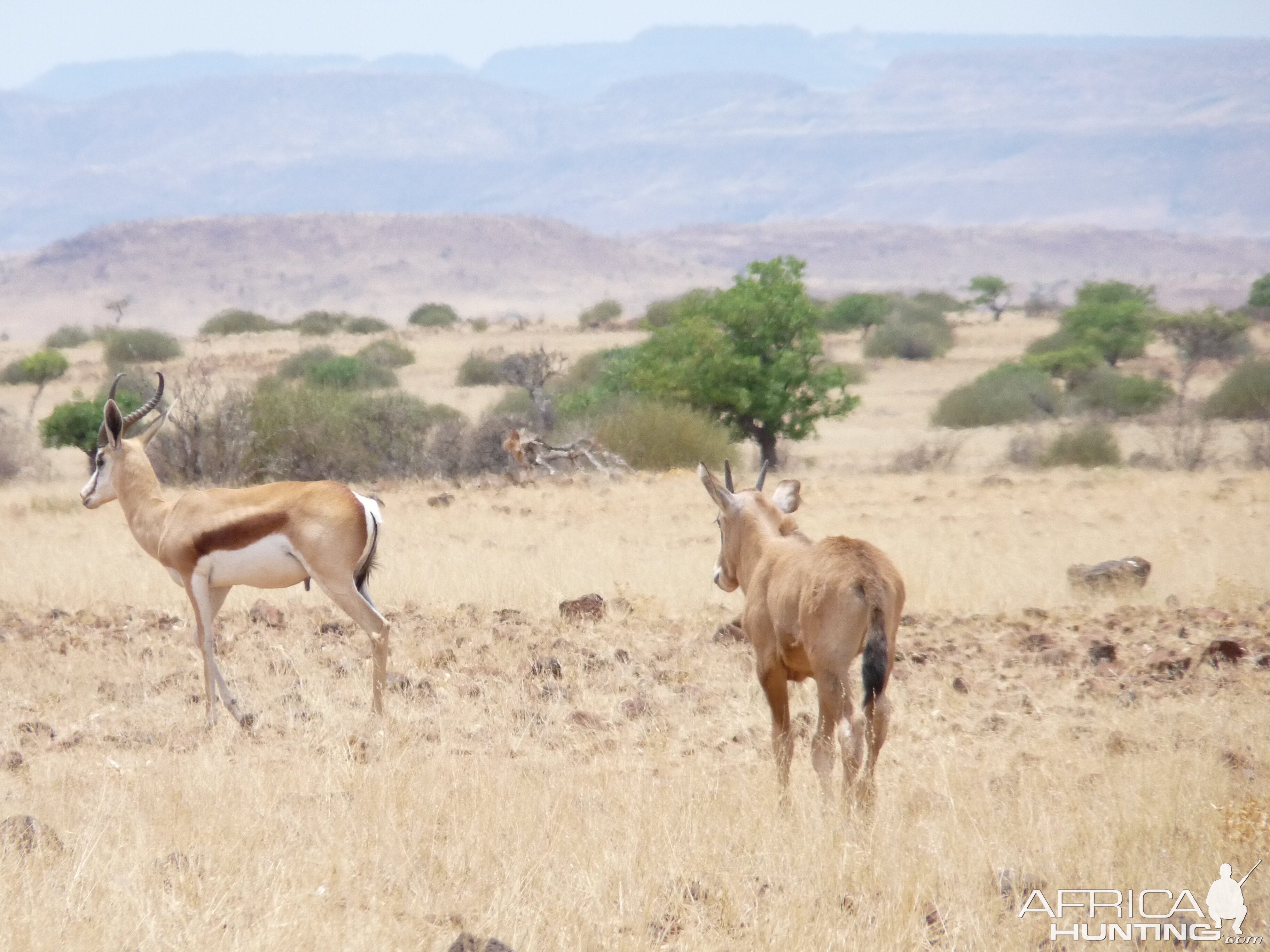 Springbok Damaraland Namibia