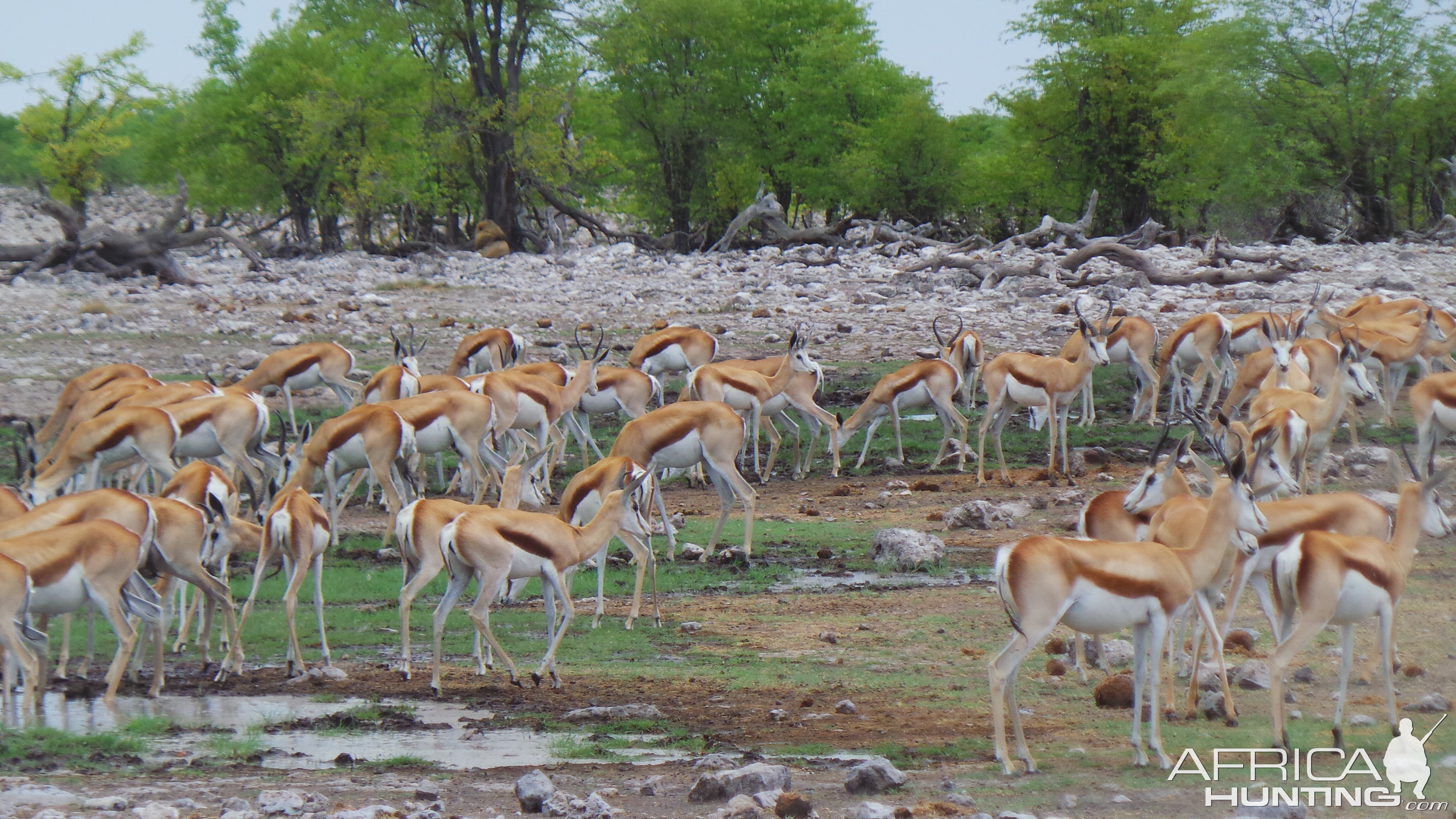 Springbok Etosha National Park Namibia