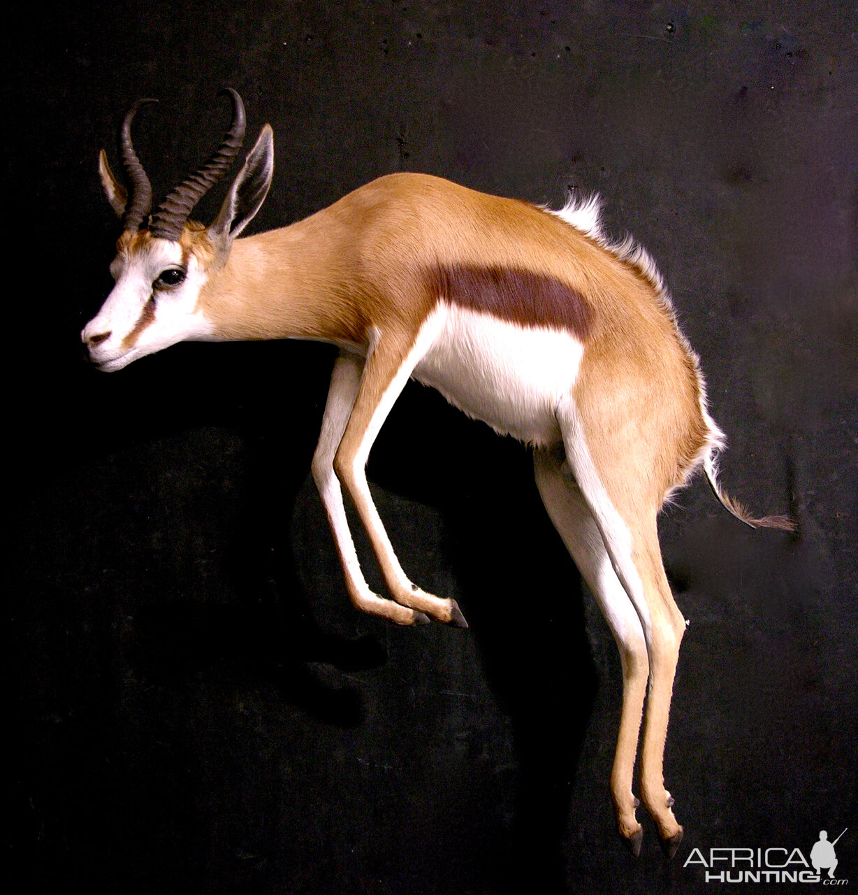 Springbok Full Wall Mount Taxidermy