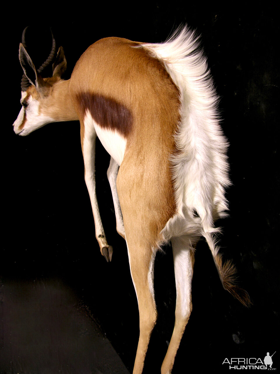 Springbok Full Wall Mount Taxidermy