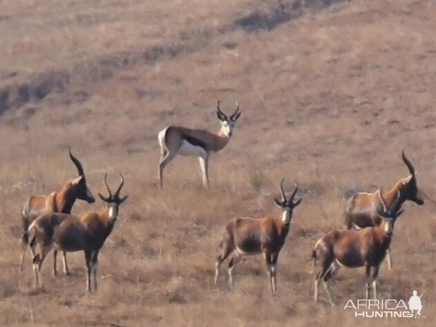 Springbok Herd South Africa