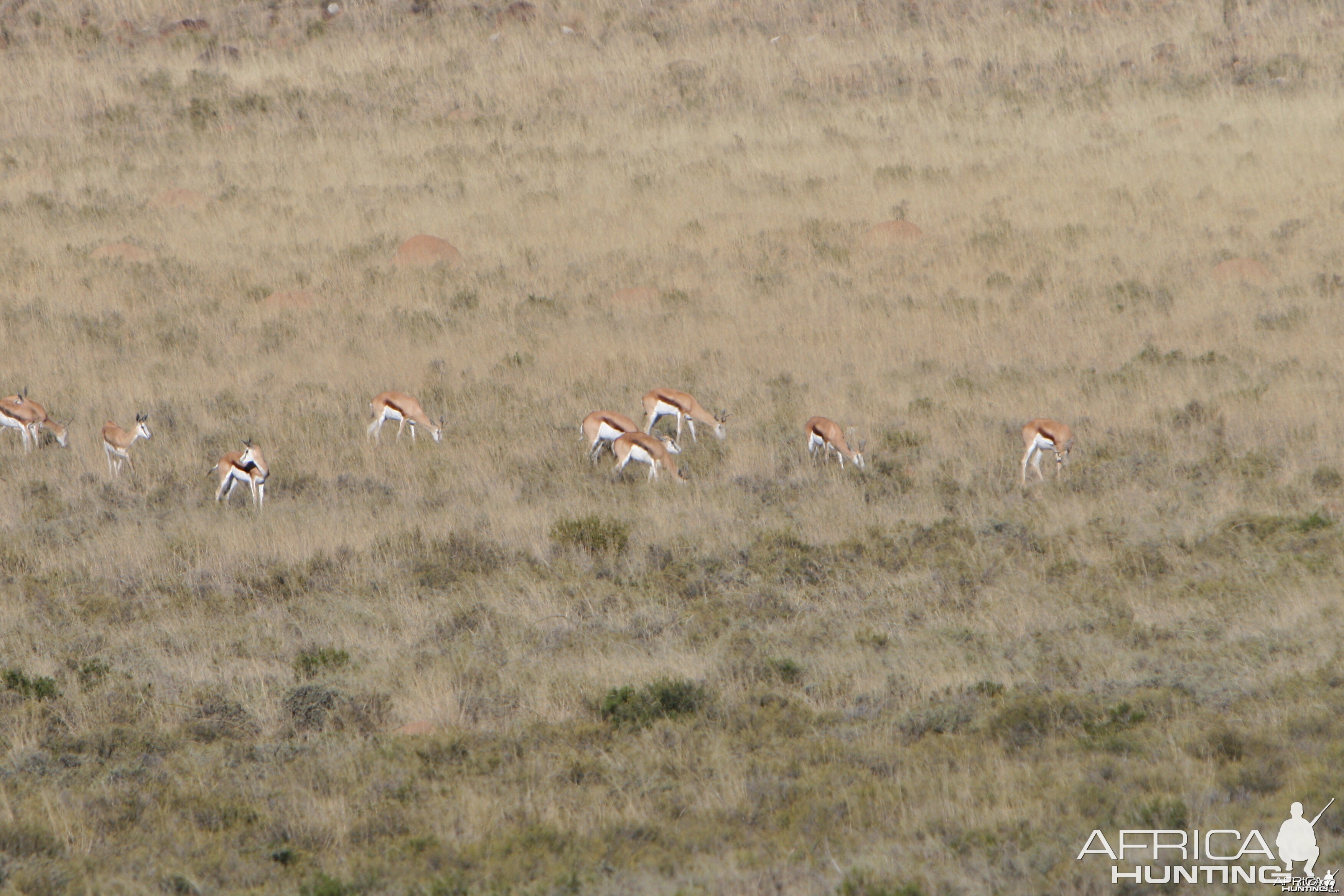 Springbok Herd