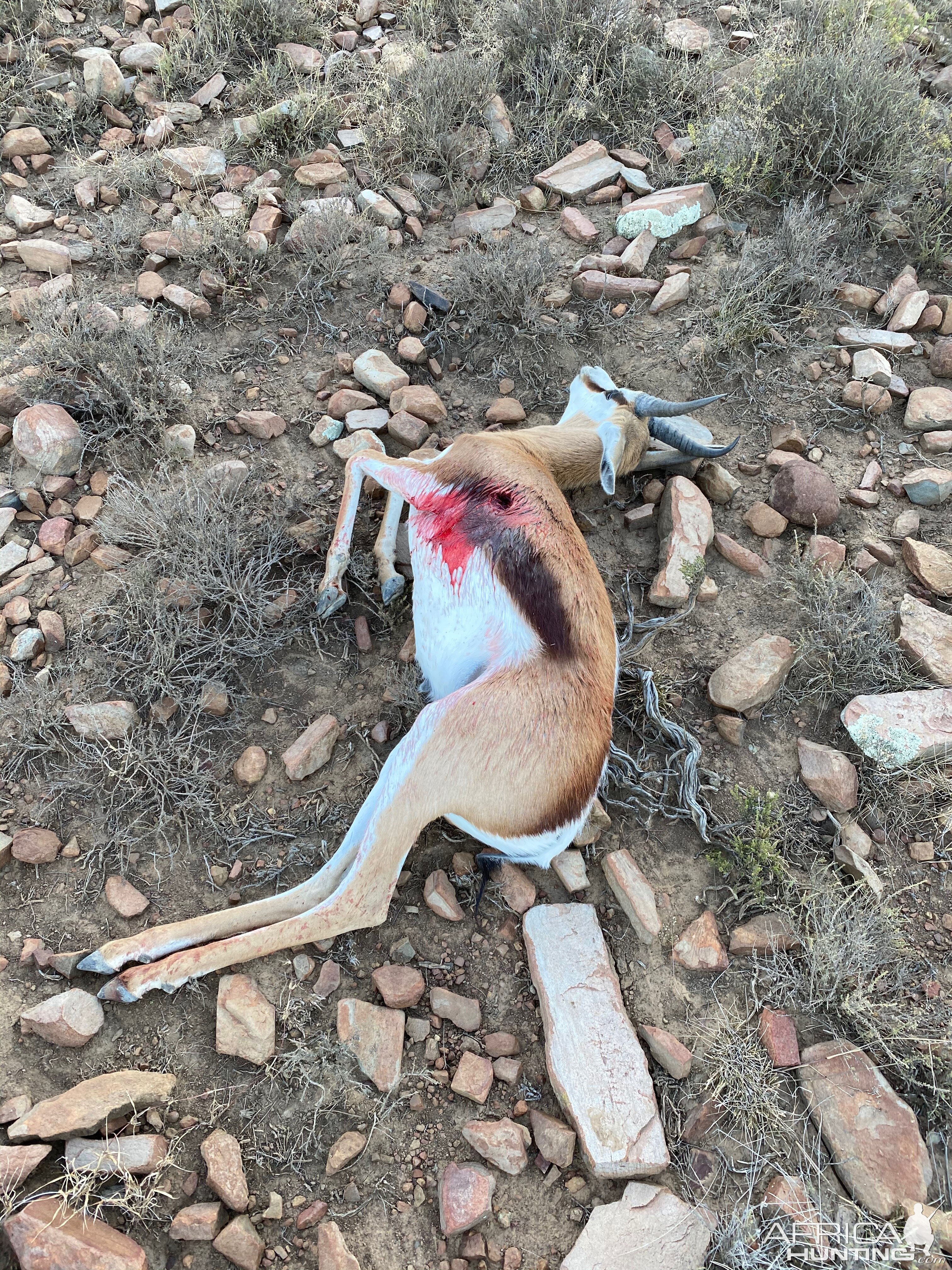 Springbok Hunt Eastern Cape South Africa