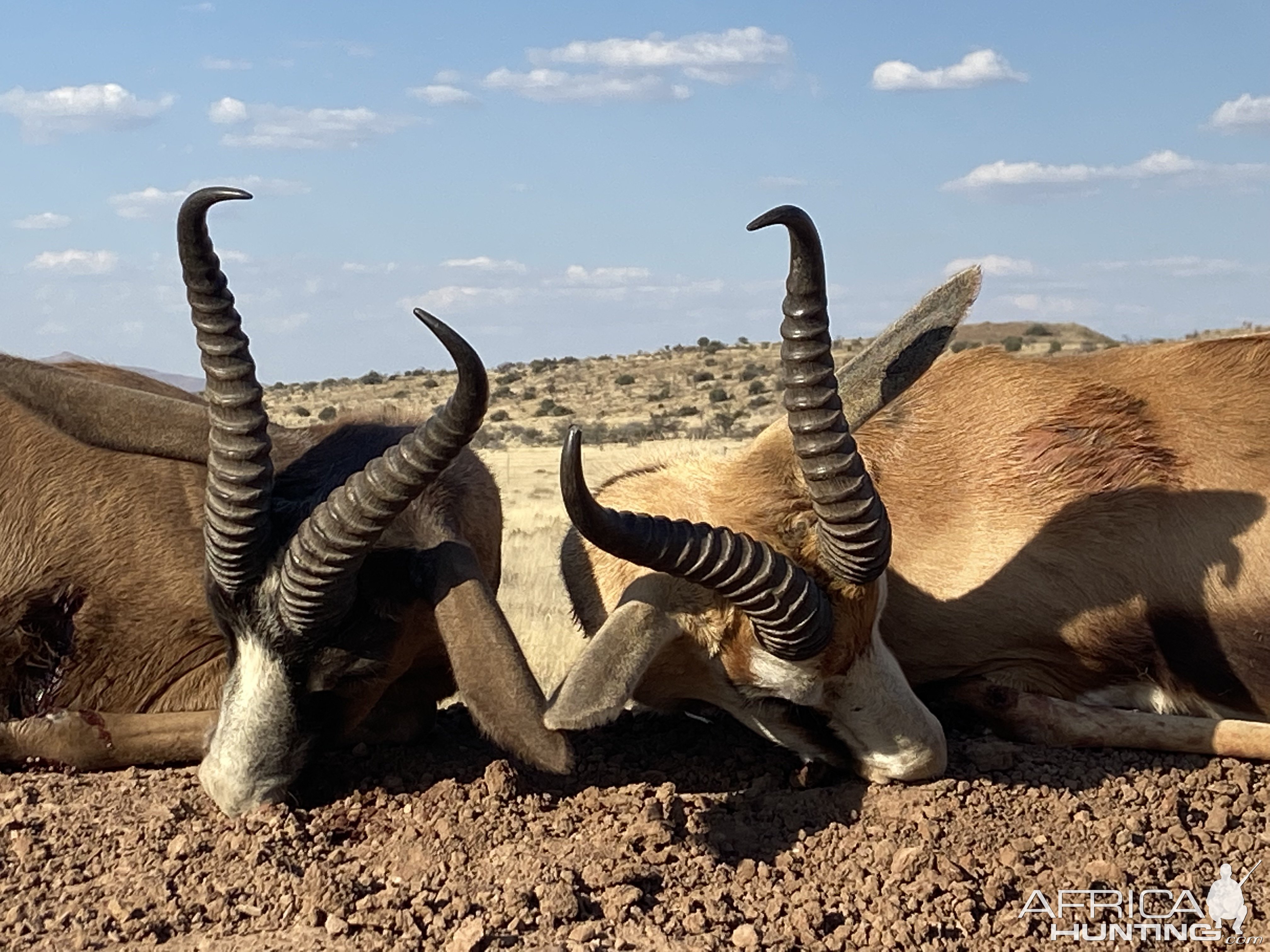 Springbok Hunt Eastern Cape South Africa