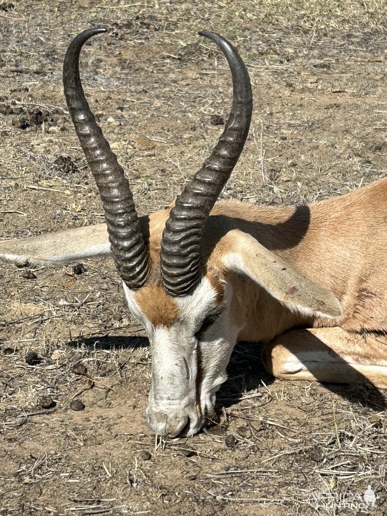 Springbok Hunt Namibia