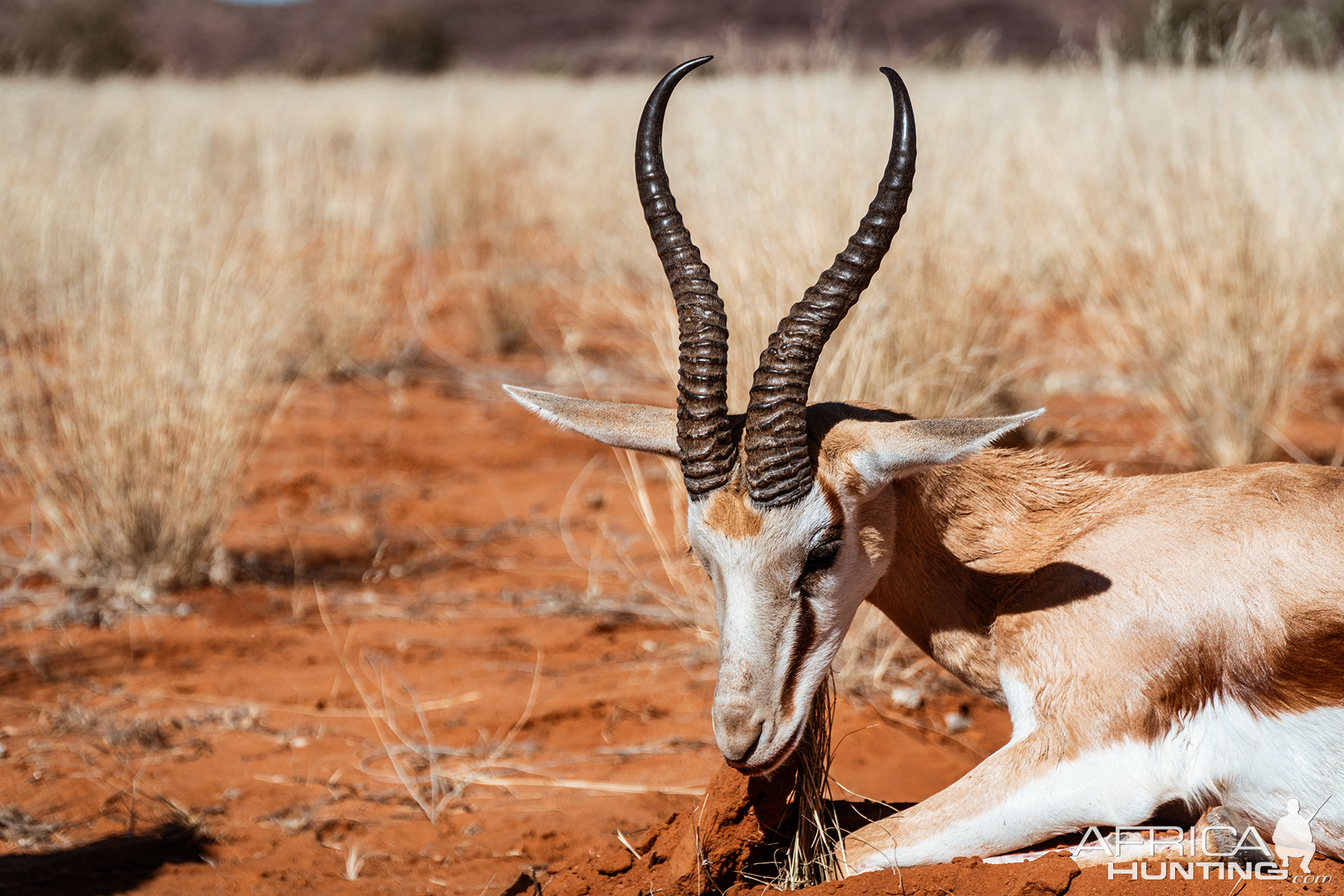 Springbok Hunt Namibia