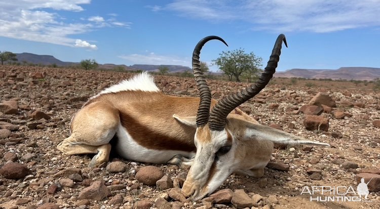 Springbok Hunt Namibia