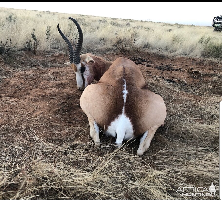 Springbok Hunt South Africa