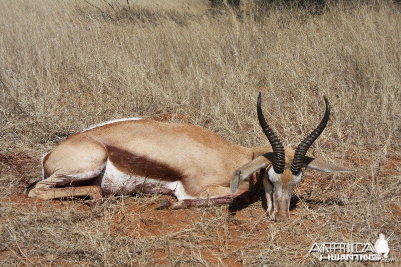 Springbok hunted in Namibia