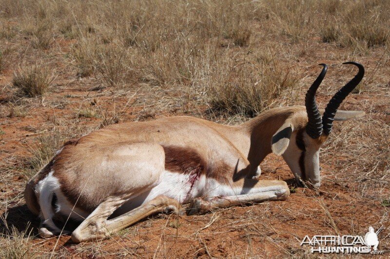 Springbok hunted in Namibia