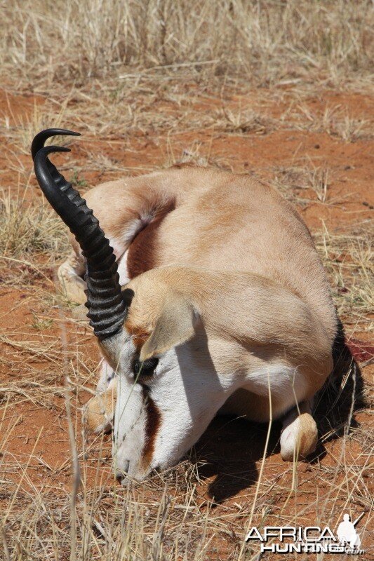 Springbok hunted in Namibia