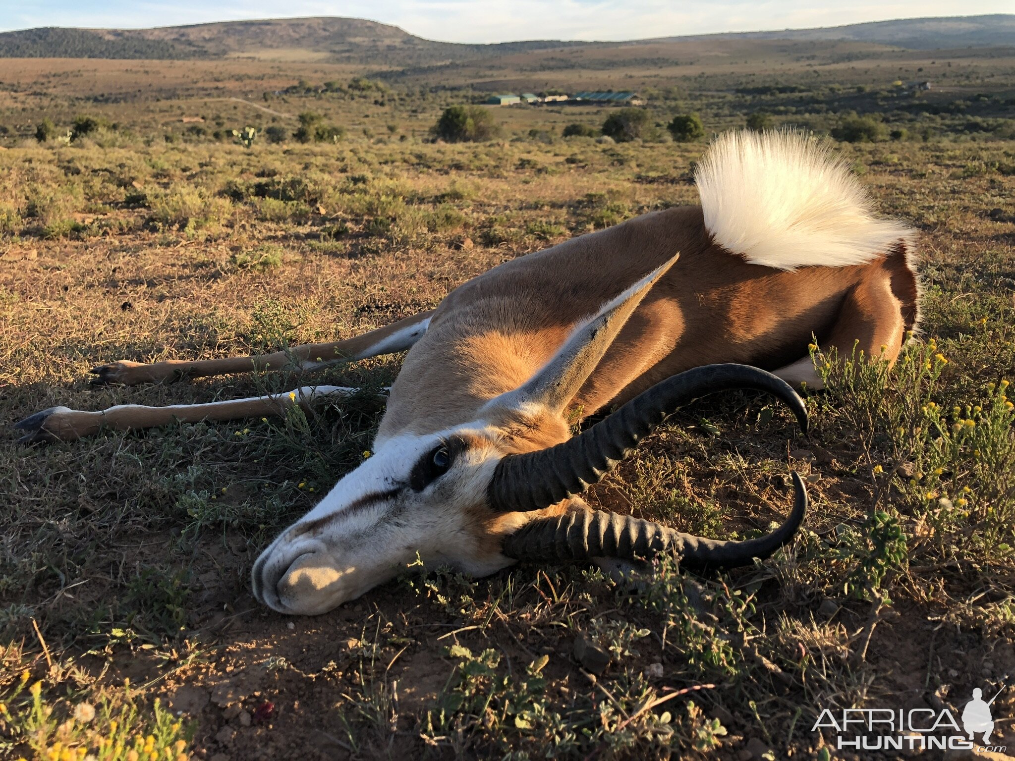 Springbok Hunting Eastern Cape South Africa | AfricaHunting.com