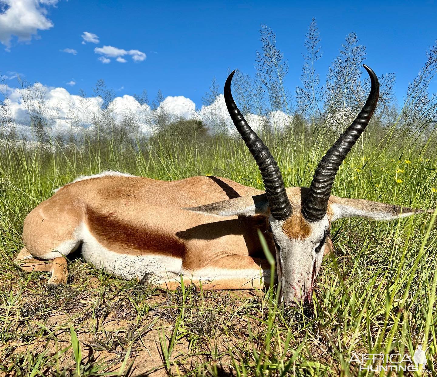 Springbok Hunting Namibia