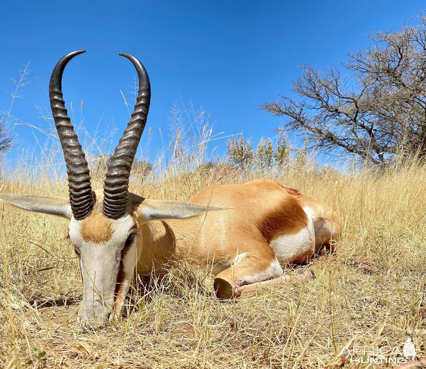 Springbok Hunting Namibia