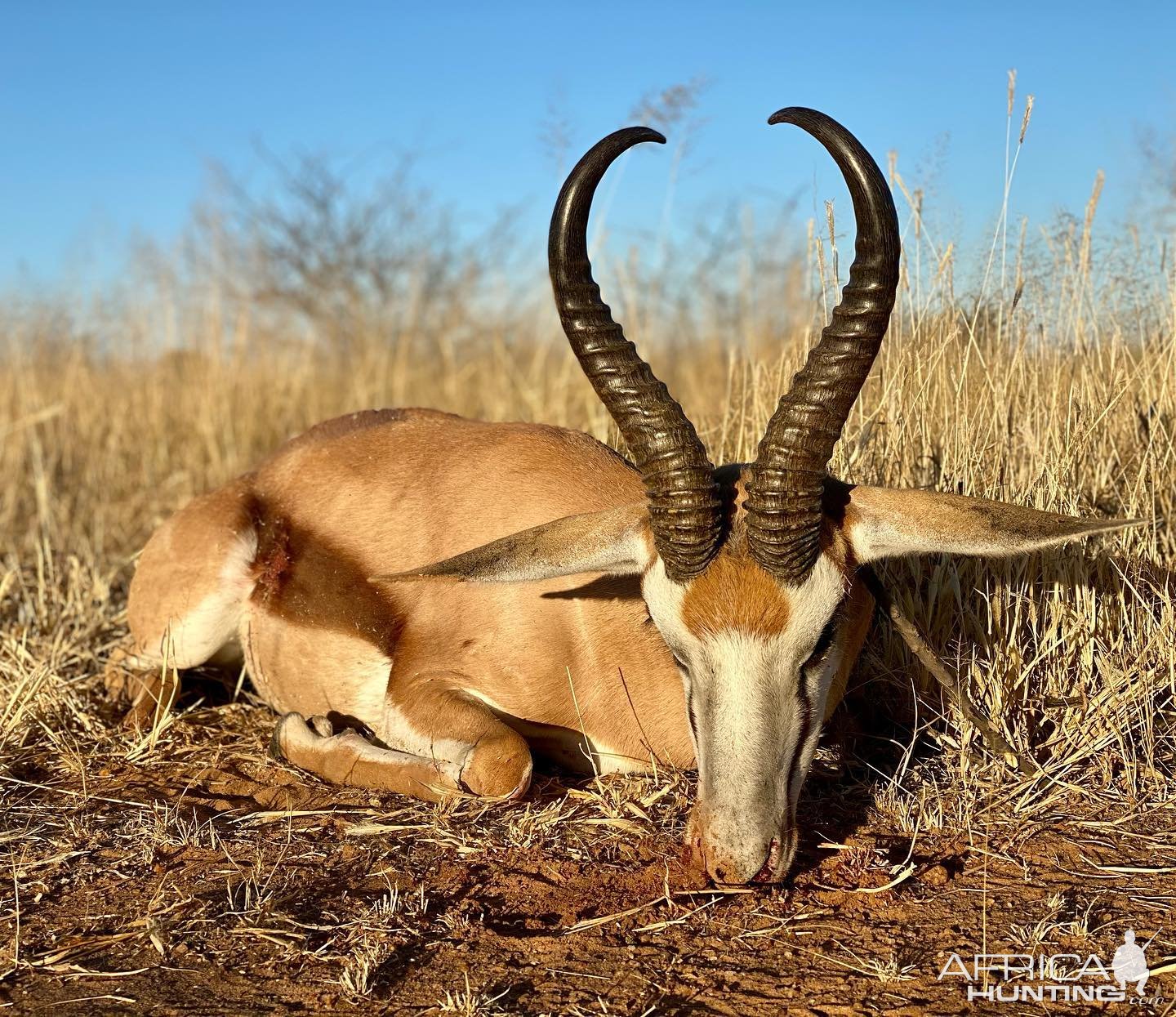 Springbok Hunting Namibia