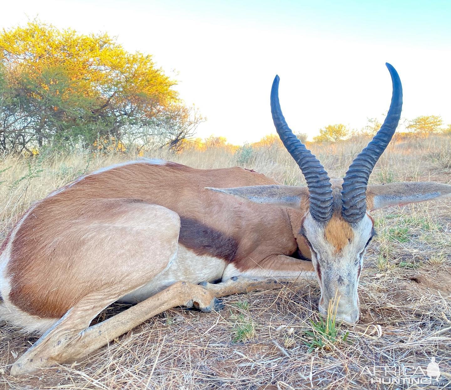 Springbok Hunting Namibia