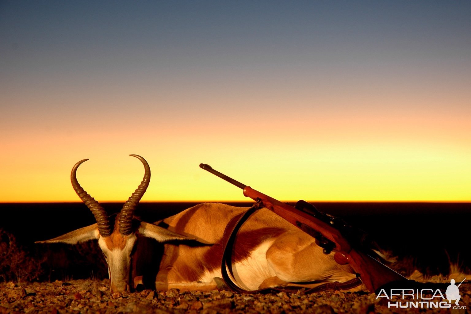 Springbok Hunting Namibia