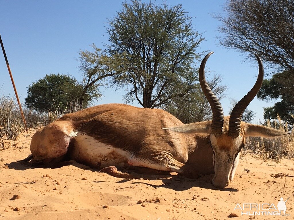 Springbok Hunting South Africa Kalahari Rangers