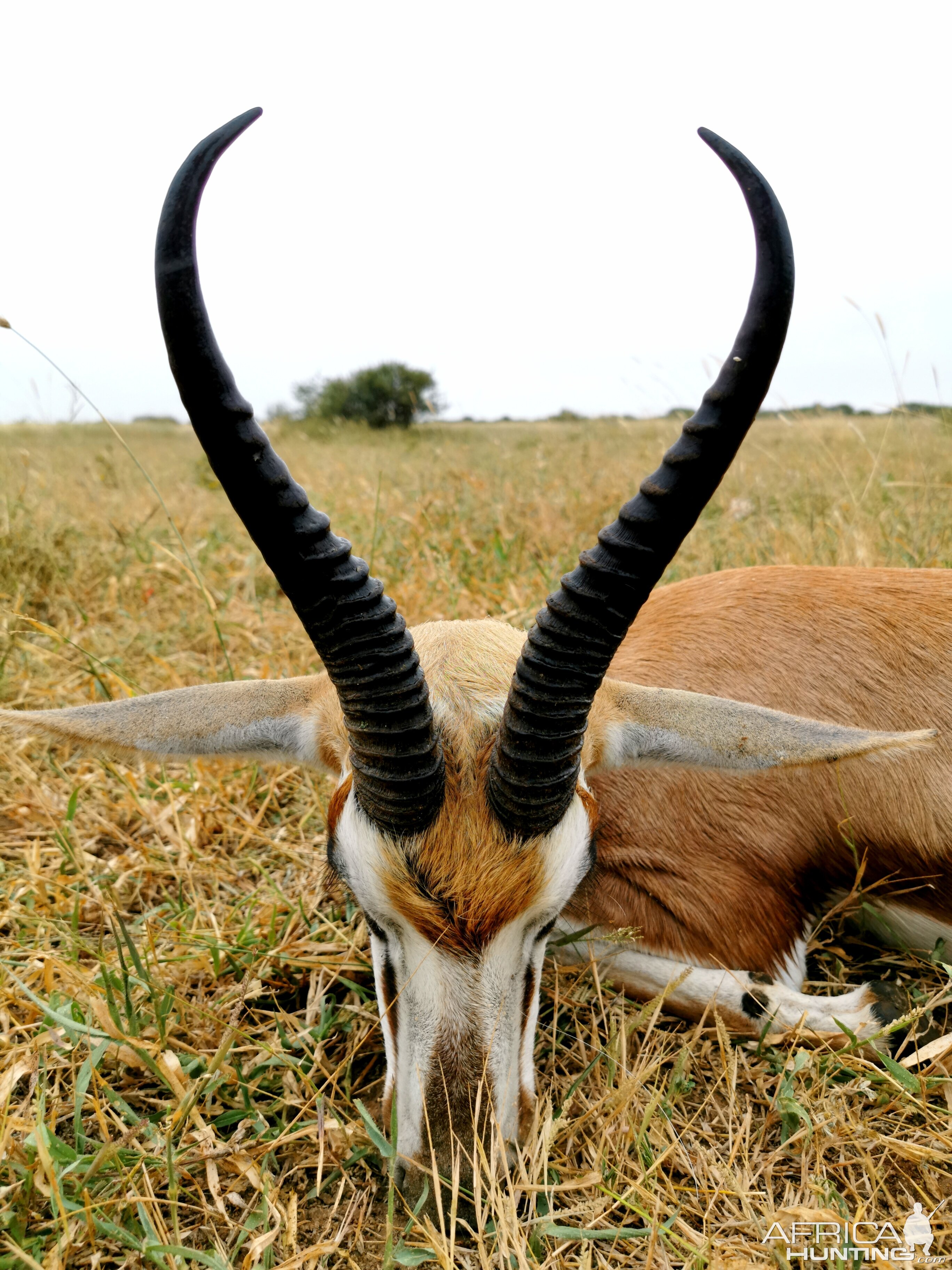 Springbok Hunting South Africa