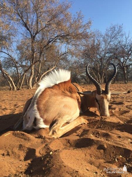 Springbok Hunting South Africa