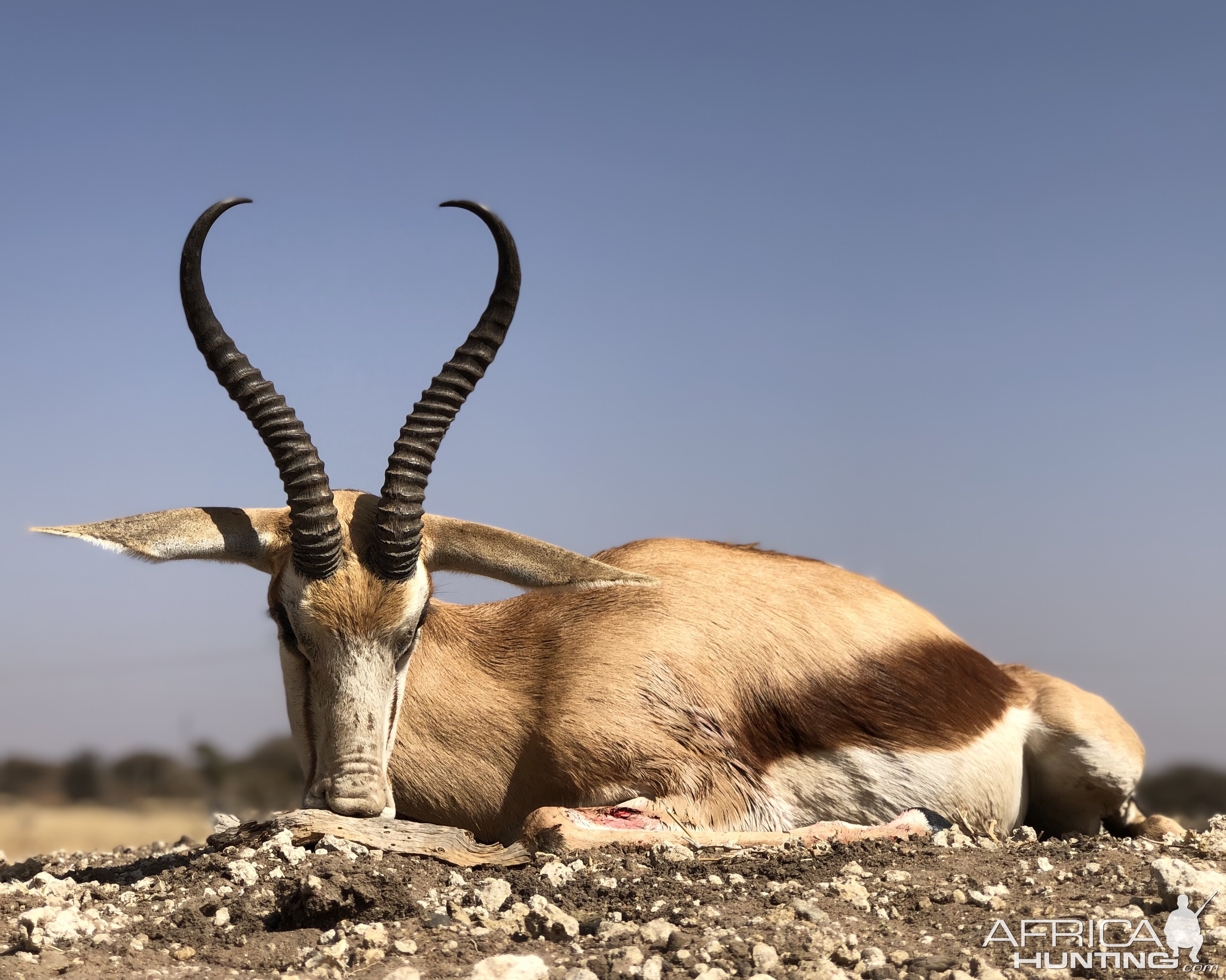 Springbok Hunting South Africa