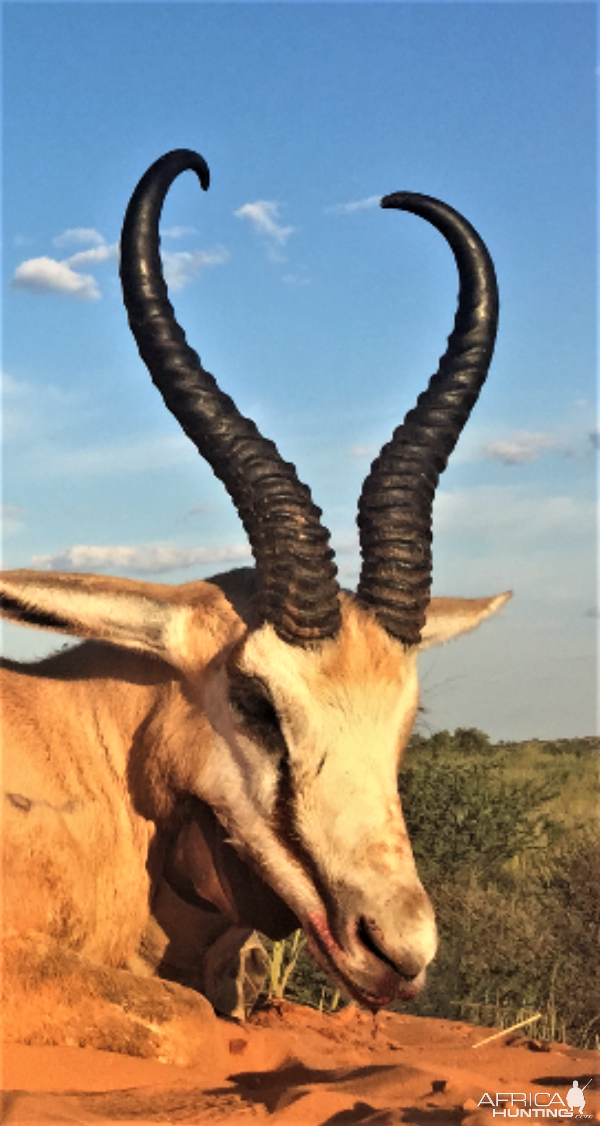 Springbok Hunting