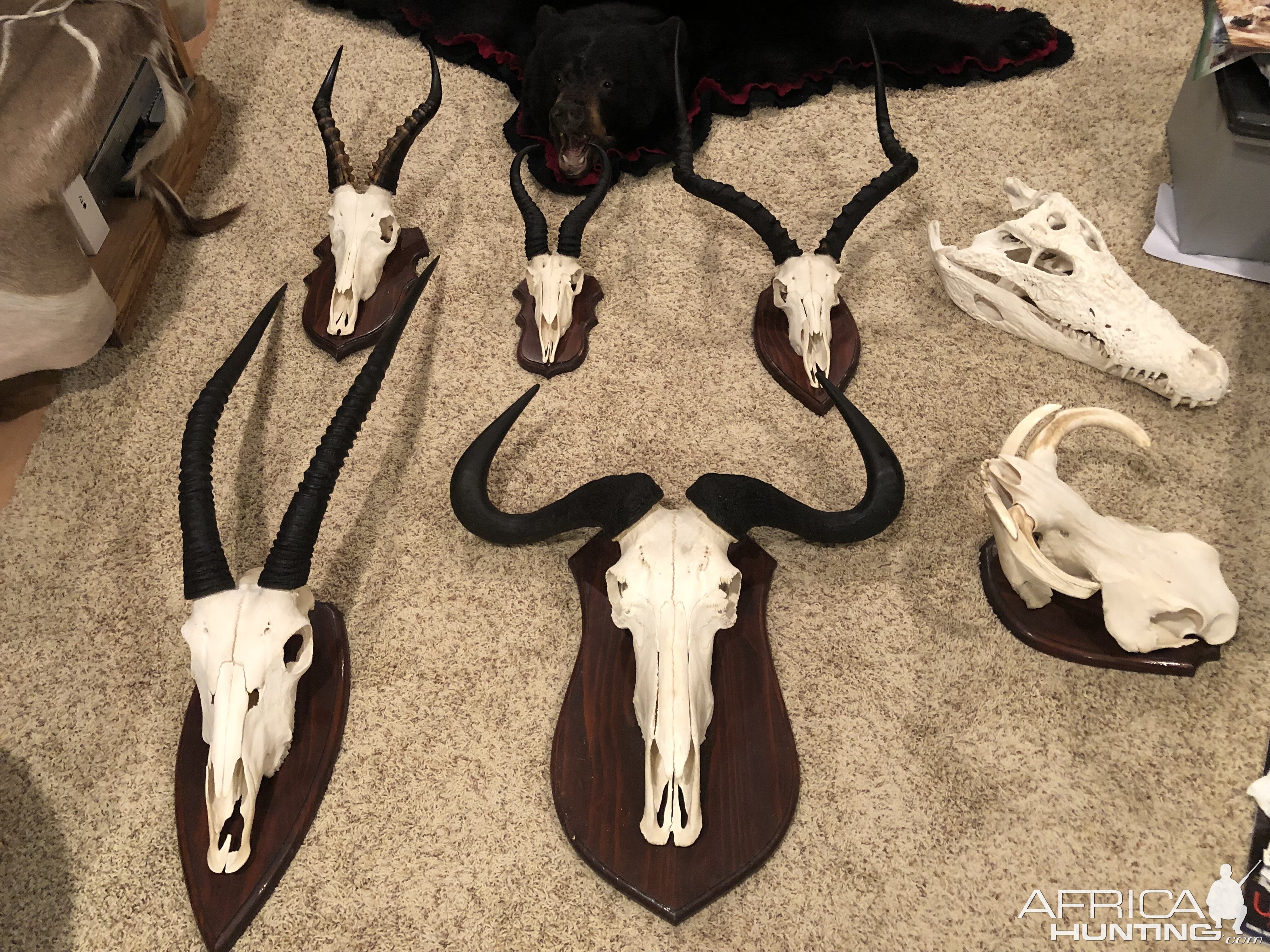 Springbok, Impala, Warthog, Blue Wildebeest, European Mounts Taxidermy