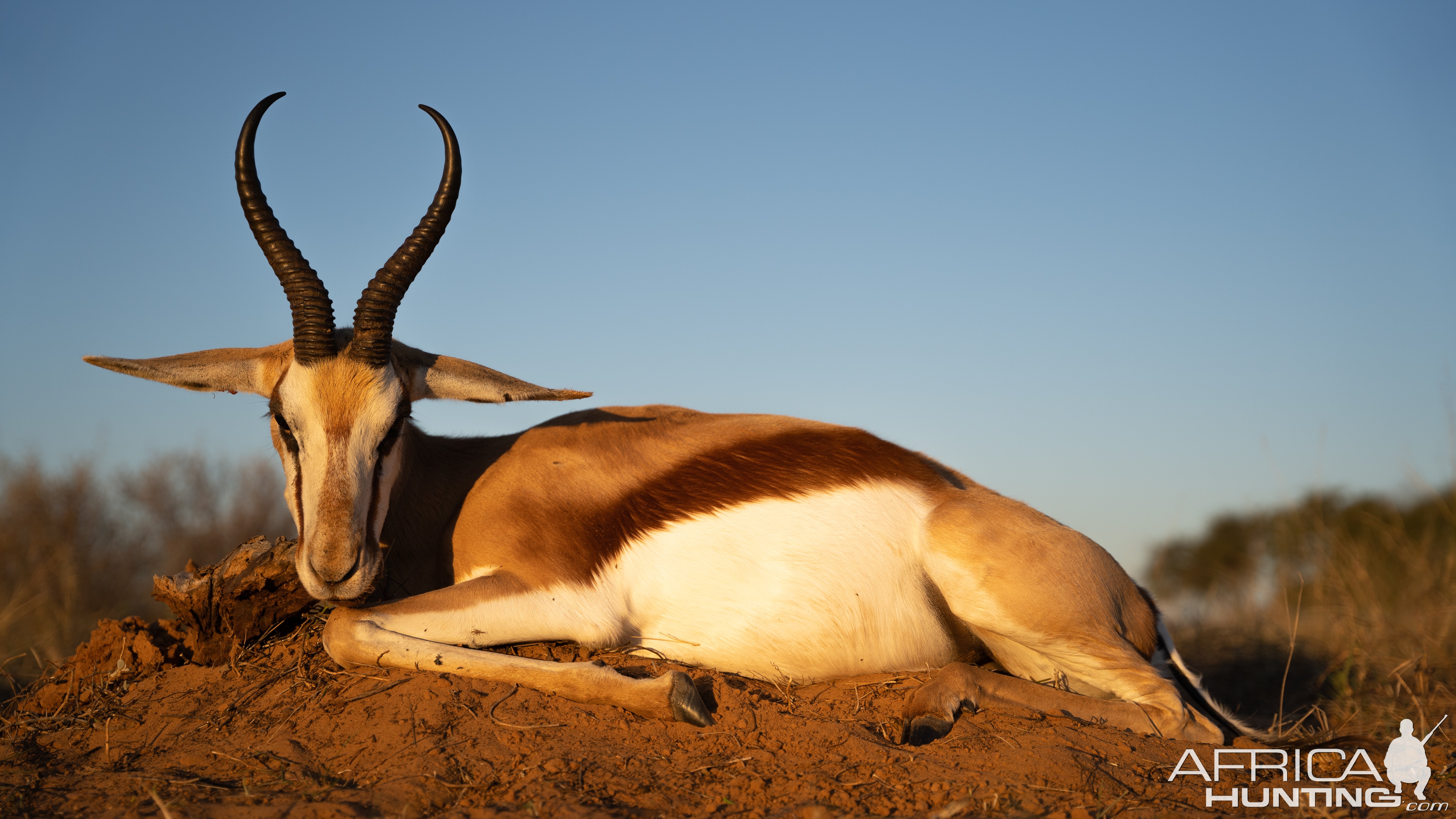 Springbok Kalahari