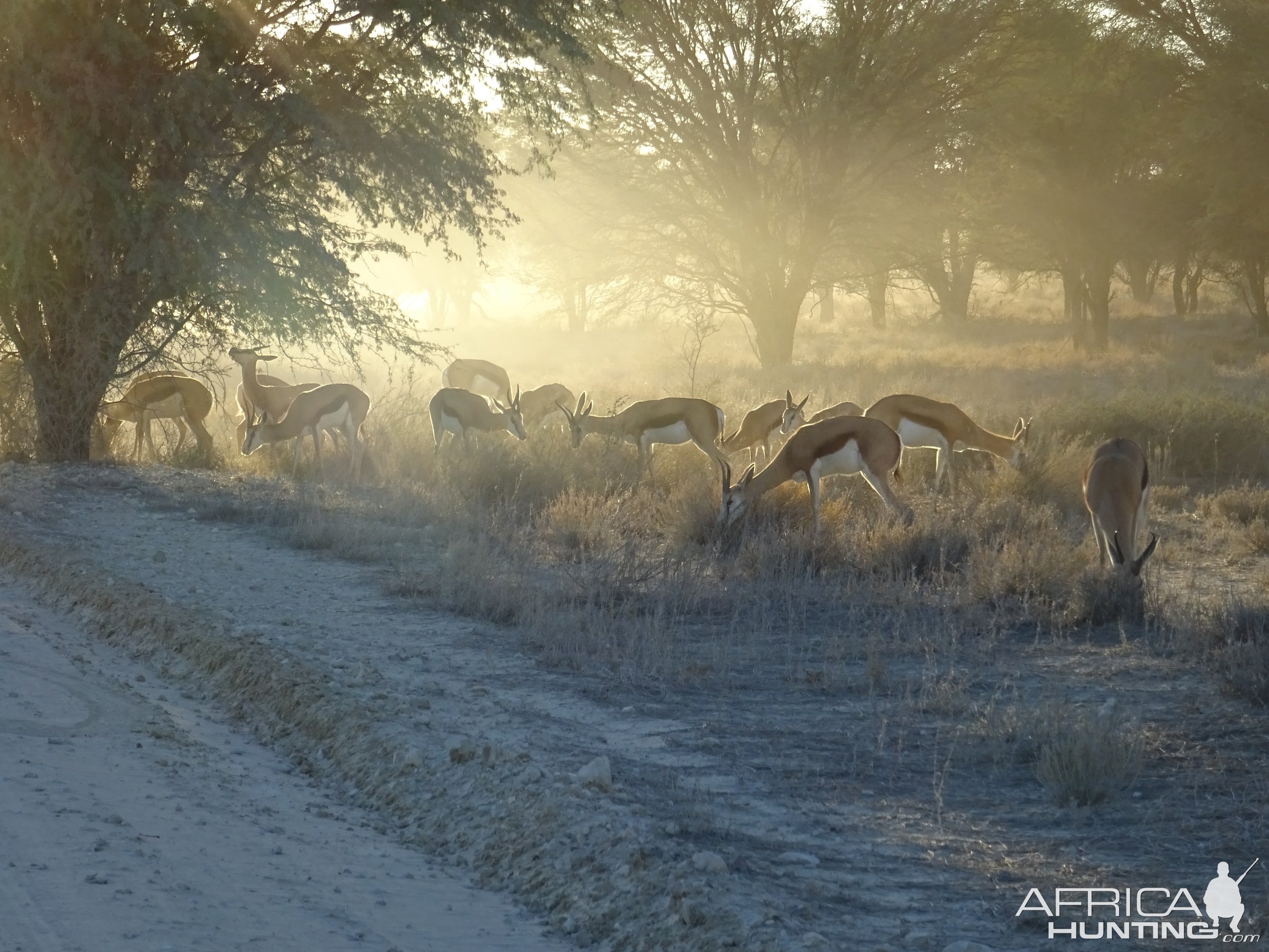 Springbok Kgalagadi Gemsbok Park South Africa