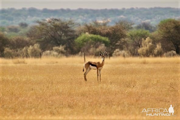 Springbok Namibia