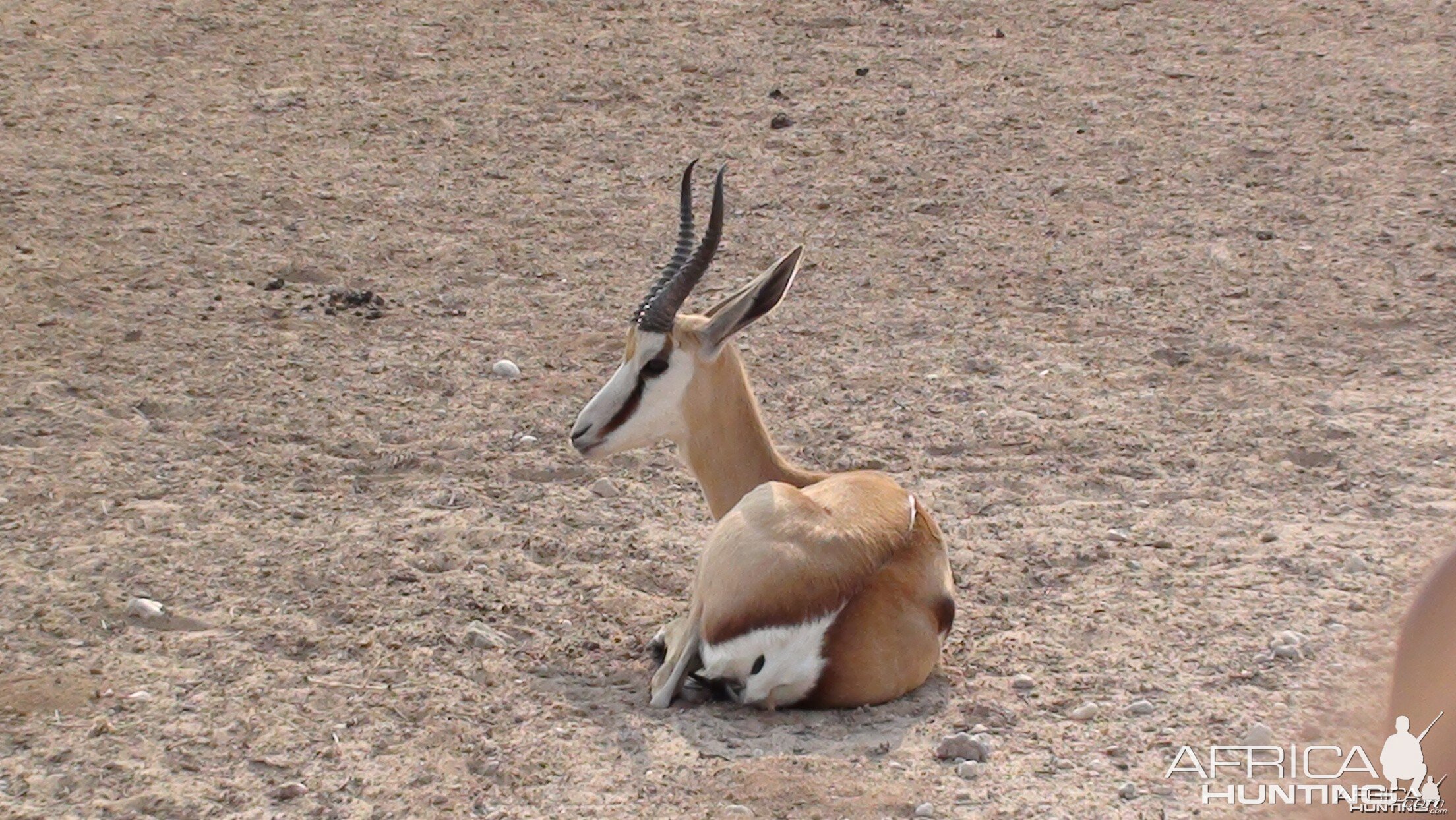 Springbok Namibia