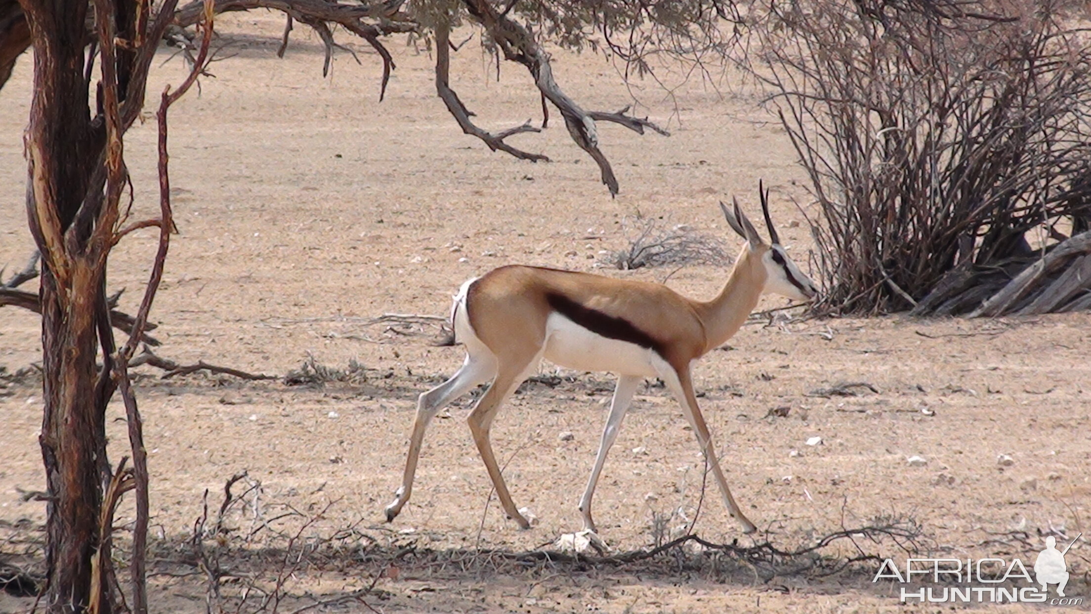 Springbok Namibia