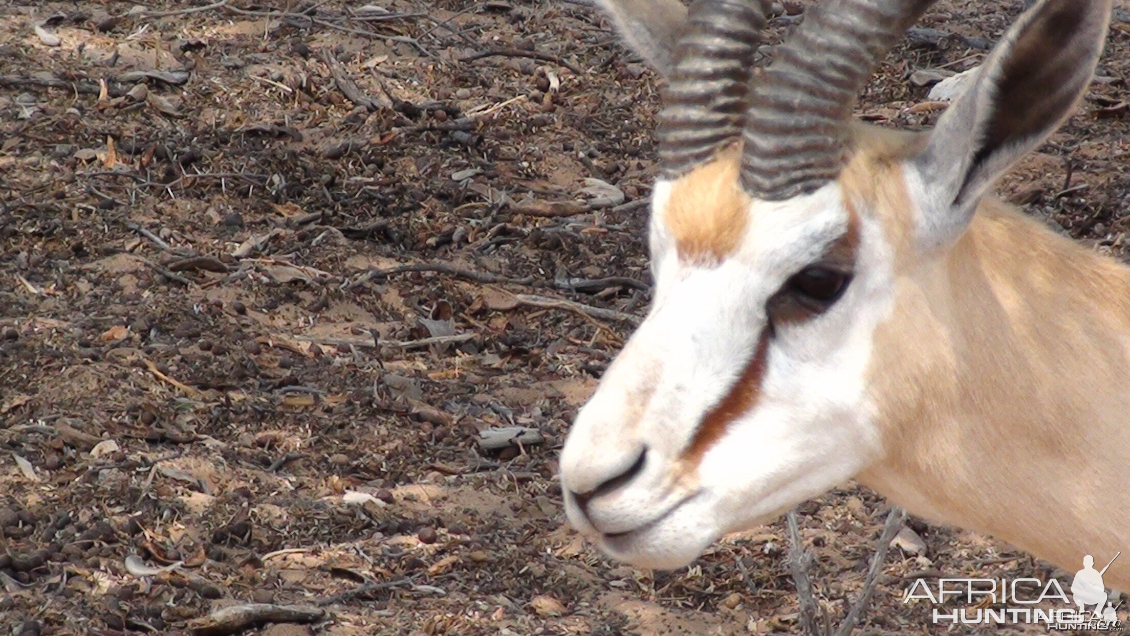 Springbok Namibia