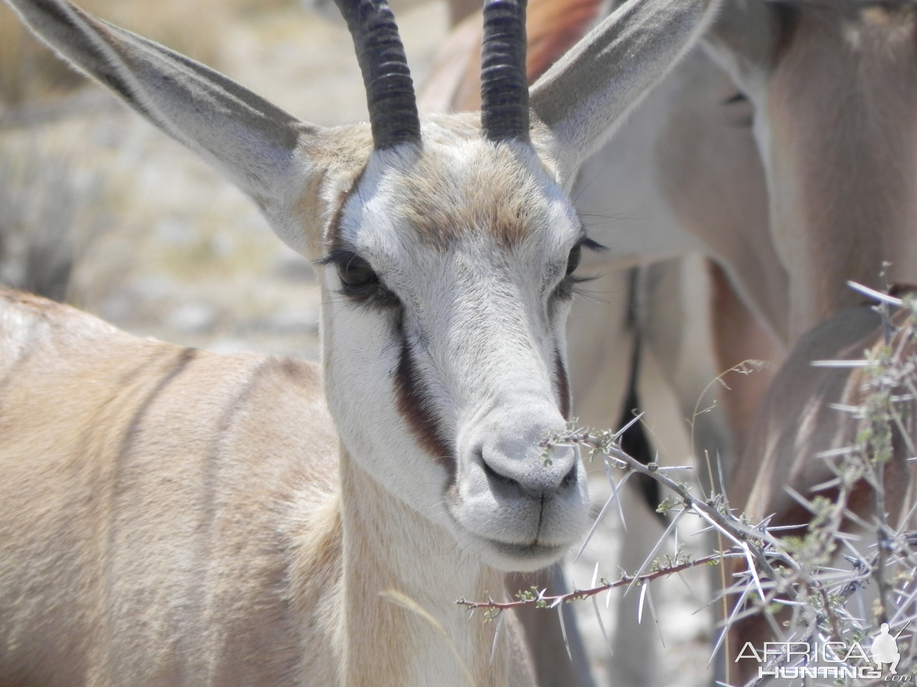 Springbok Namibia